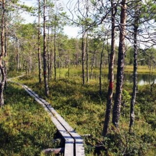 Luontopolku3