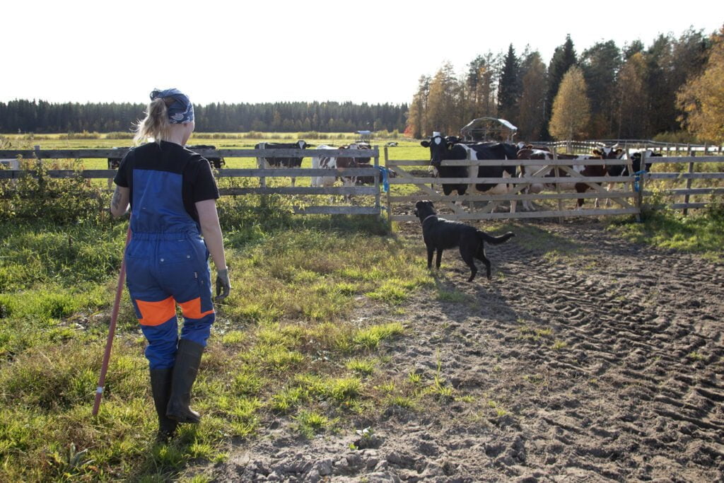 Lehmät odottamassa laitumelta pääsyä