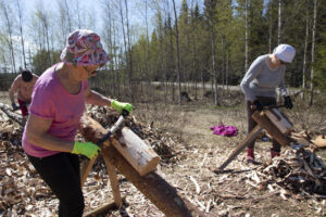 Parkataan eli kuoritaan tukkeja päreiden raaka-aineeksi.