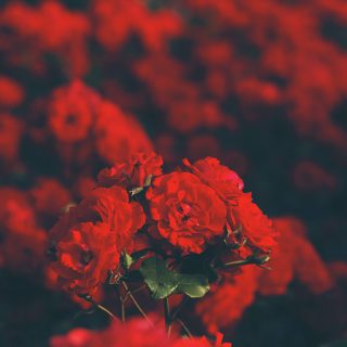 alina-sofia-QlsQbLXVpuU-unsplash