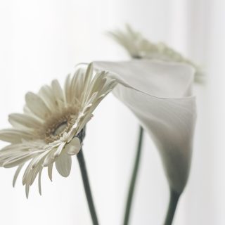 anita-jankovic-w4tCuGAWRwA-unsplash