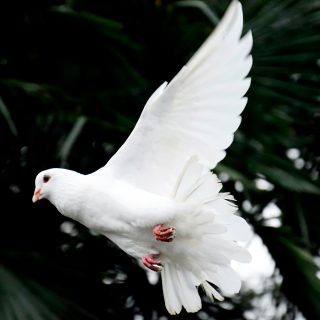 awmleer-6XcziMmkNgQ-unsplash