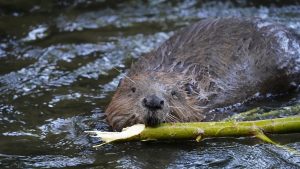 beaver-6403610_1280