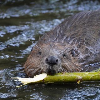 beaver-6403610_1280
