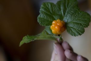 berry-1290267_1280