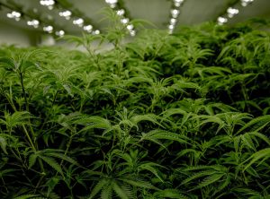 cannabis sativa unsplash