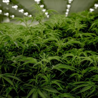 cannabis sativa unsplash