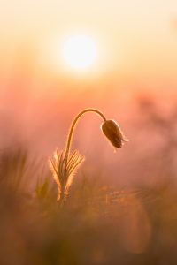 daniel-mirlea-4UeQoPNARP4-unsplash