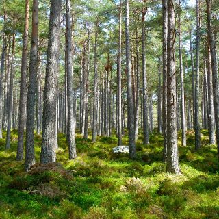 forest-272595_1280
