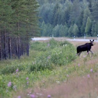 hirvi tulossa 27 tielle Jenni Kankaanpää 2014