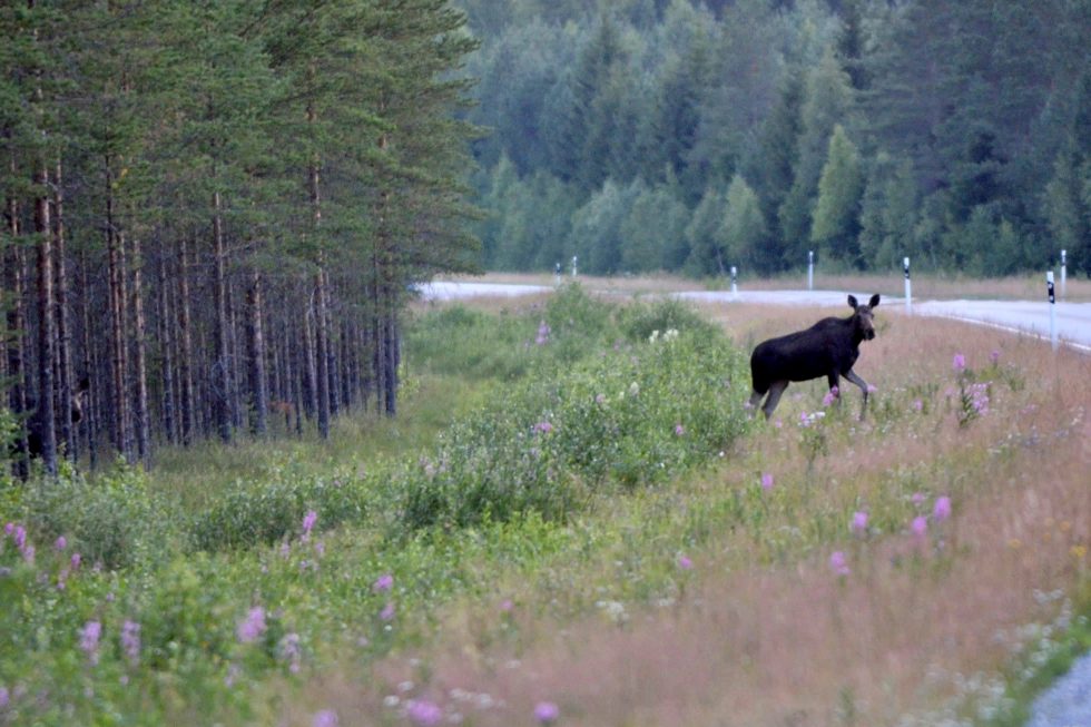 hirvi tulossa 27 tielle Jenni Kankaanpää 2014