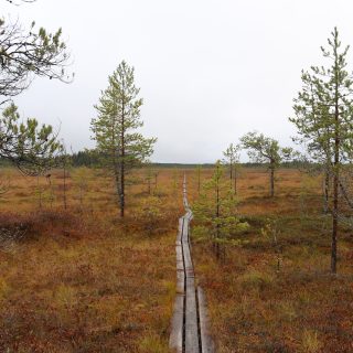 Hiskinpolku syksy24 Minna Montonen