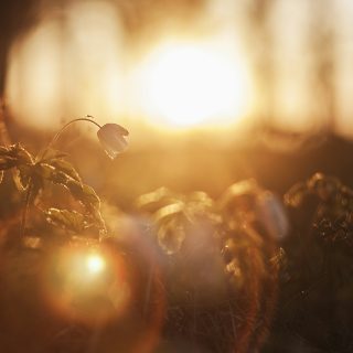 Metsätähti kylpee laskevan auringon valossa.