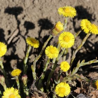 IMG_0795 kopio