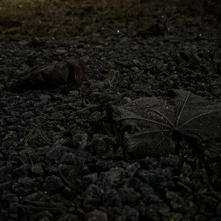 IMG_9295