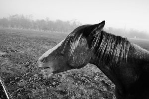 josh-roberie-mAW1COZcgkY-unsplash