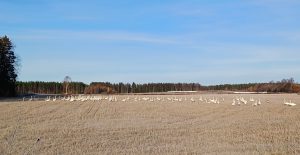 joutsenet_NinaHietala