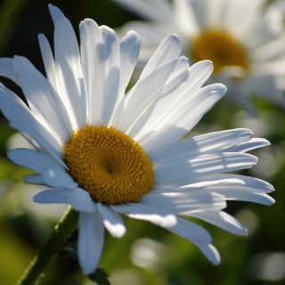 Kakkara_Pixabay