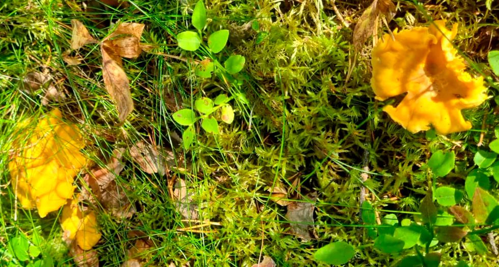 kanttarelli_vaaka_Toivanen