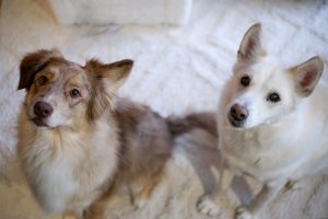 Koirarekisteri Isla ja Romeo kuva Sauli Kähkönen