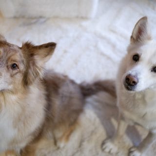 Koirarekisteri Isla ja Romeo kuva Sauli Kähkönen