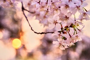 ks-kyung-wz5asnjrCDI-unsplash