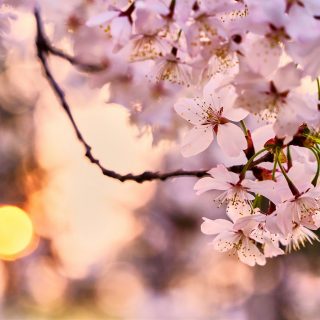 ks-kyung-wz5asnjrCDI-unsplash