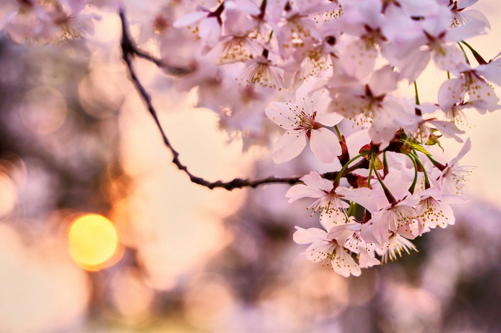 ks-kyung-wz5asnjrCDI-unsplash