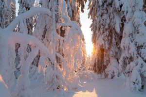 Kuvituskuva_Metsä_Pixabay