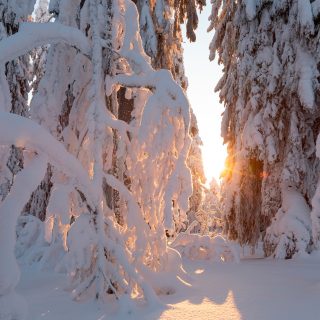Kuvituskuva_Metsä_Pixabay