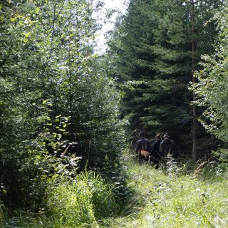 Lehdonhoito_Jaana