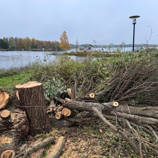 Lossinranta-puut3