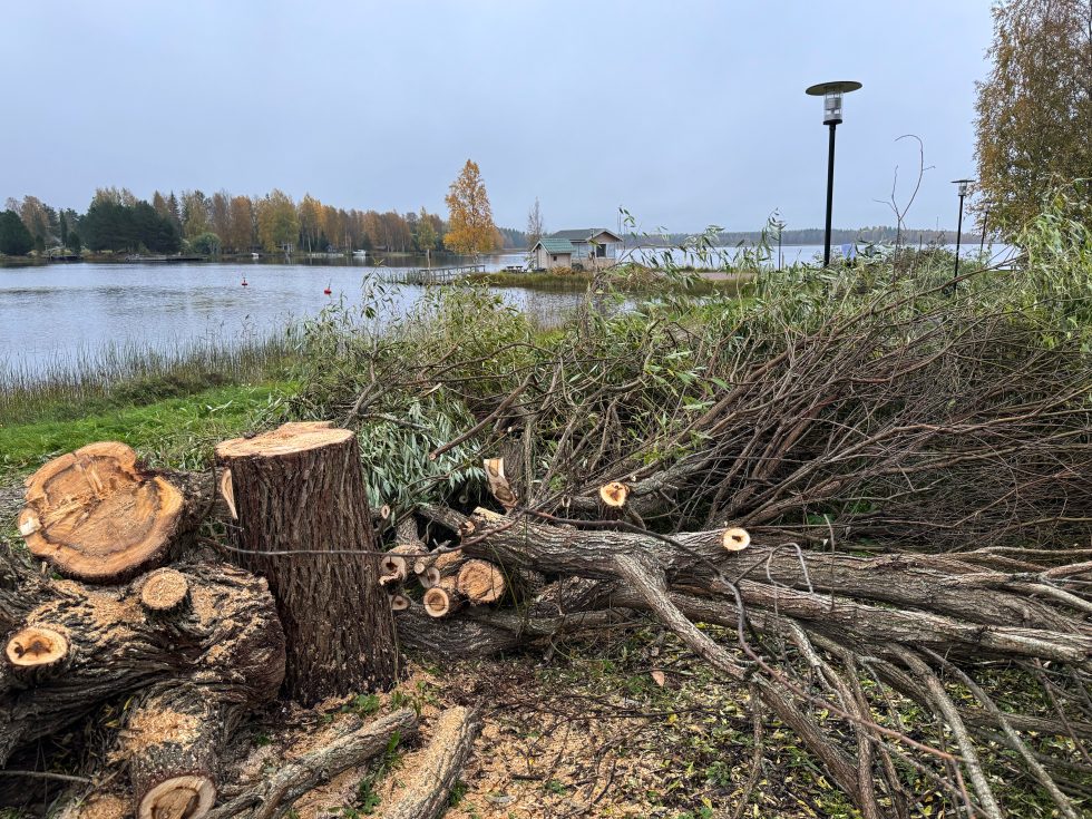 Lossinranta-puut3