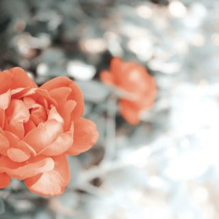 lukas-robertson-k1osk8n-TW4-unsplash