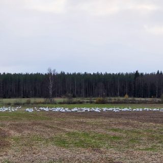 Lukijan kuva_NinaHietala