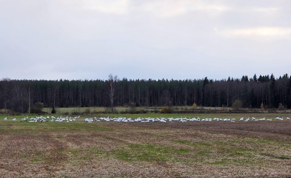 Lukijan kuva_NinaHietala