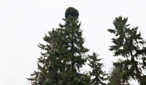 LukijankuvaHeinonenVaaka