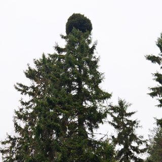 LukijankuvaHeinonenVaaka