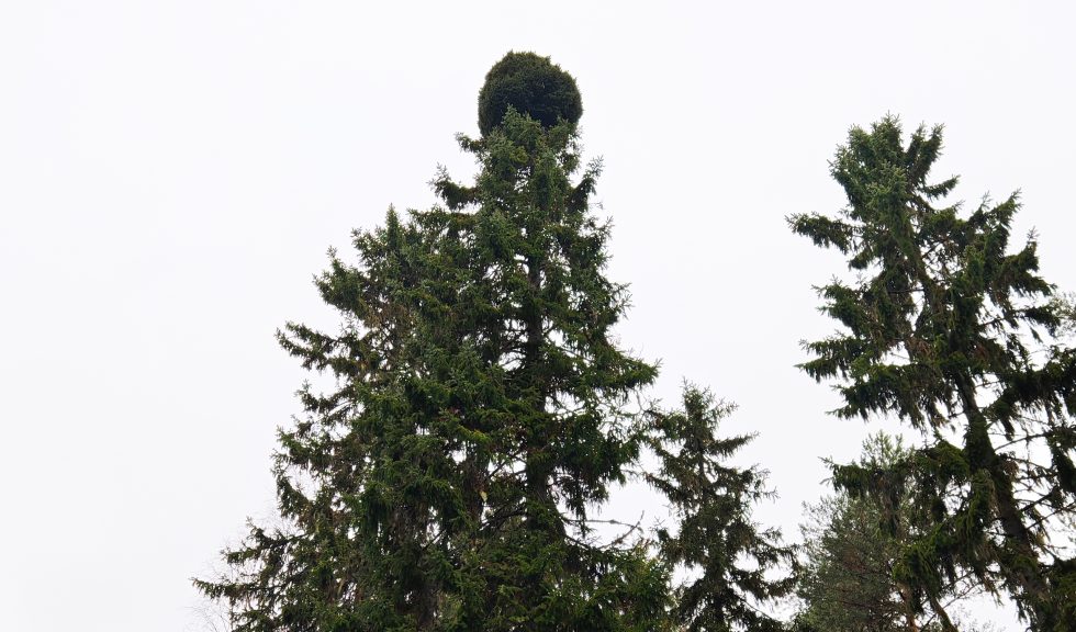 LukijankuvaHeinonenVaaka