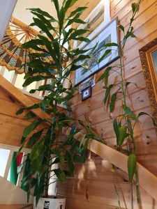 LukijanKuvaMattiKangasharju