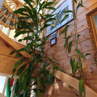 LukijanKuvaMattiKangasharju