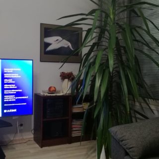 MaijaAaltokosken_jukkapalmu