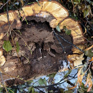 Metsätyö Kohme Joni ja Akseli Haapala SK-1