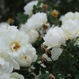 midsummer-1330707_1280