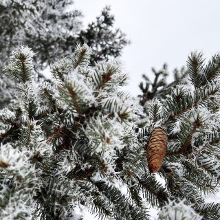 oma lumikuusikapy verkko