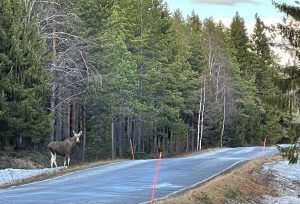 Pellikantie hirvi Minna Montonen