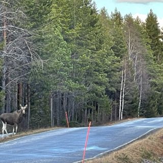 Pellikantie hirvi Minna Montonen