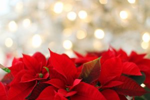 poinsettia-3024434_1280