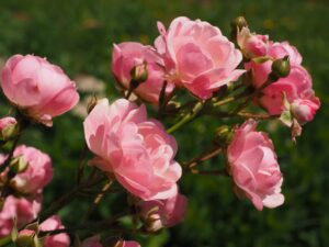 roses-2117370_1920