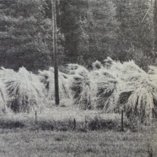 Ruiskuhilaat_50vsitten